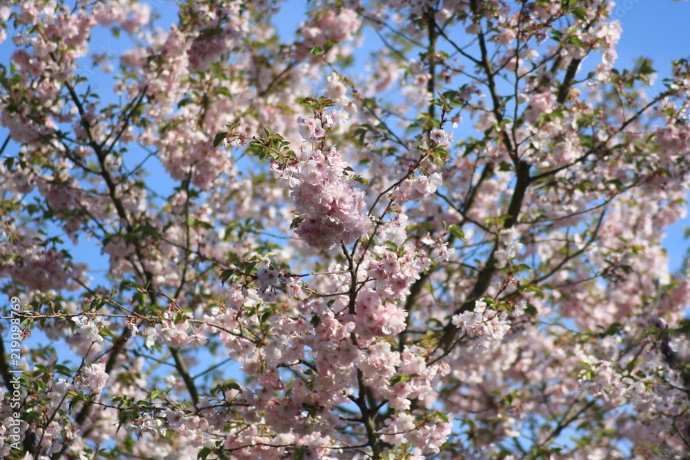Kirschblütenbaum