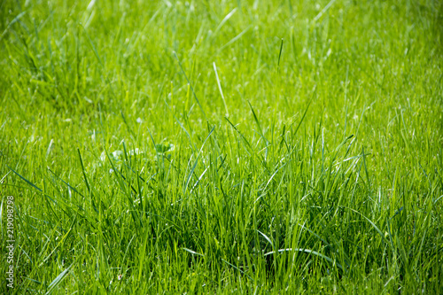 Grass texture background
