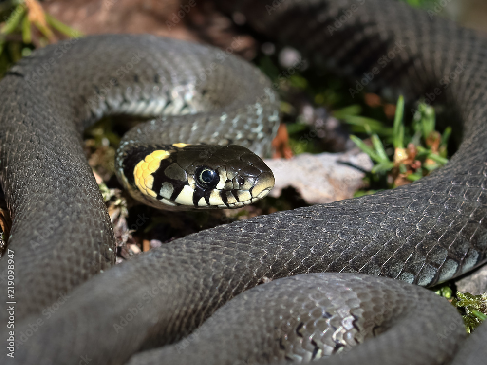 Obraz premium grass snake