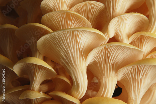 fresh uncooked mushrooms photo