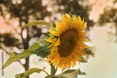 Fototapeta Naklejka Na Ścianę i Meble -  Zonnebloem