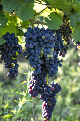 Wallpaper Mural fresh blue grapes in vineyard Torontodigital.ca