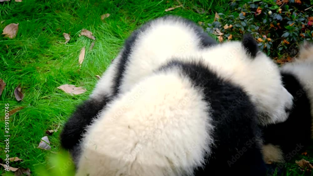 Giant panda bear cub on a tree Giant panda bear cub on a tree