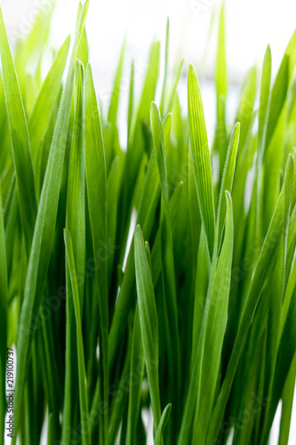 living growing healthy wheatgrass