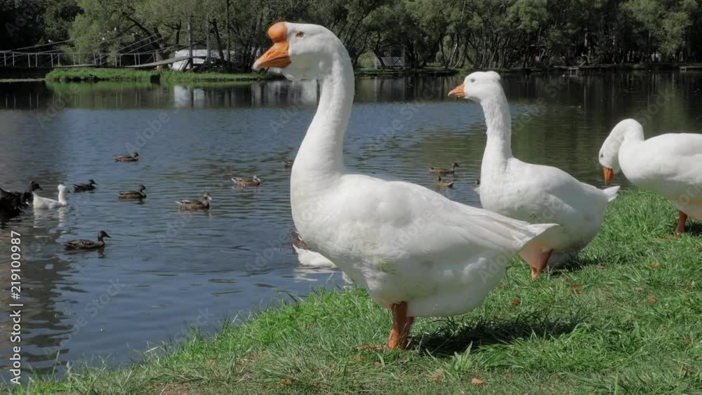 Group of white geese standing on green grass and swimming in river in summer Group of white geese standing on green grass and swimming in river in summer