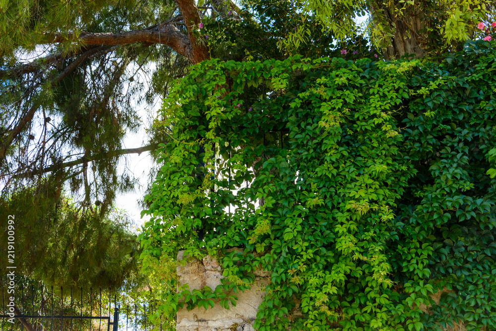 Fototapeta premium wild grapes covers the old wall and railing. Mediterranean pine branches