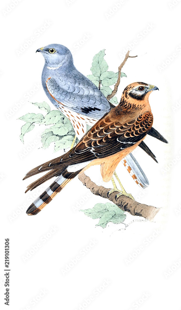 Fototapeta premium Illustration of bird
