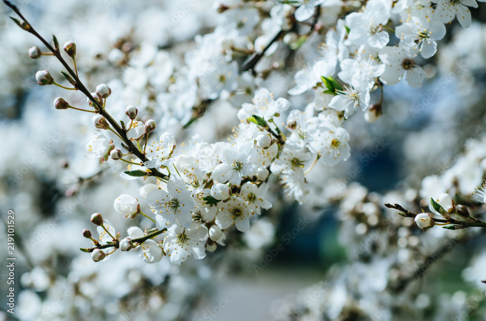 Blossoming of the apricot tree in spring time with white beautiful flowers. Macro image with copy space. Natural seasonal background. Blossoming of the apricot tree in spring time with white beautiful flowers. Macro image with copy space. Natural seasonal background.