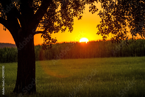 sunset in summertime with tree