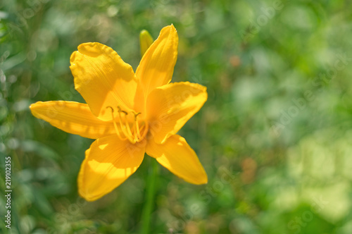 Yellow Daylily with bokeh background.