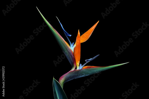 Strelitzia flower isolated on a black background #219102572