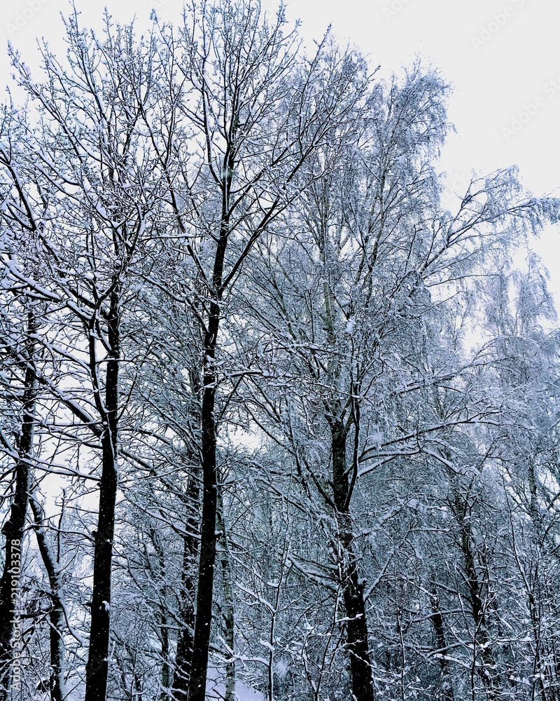 winter winter