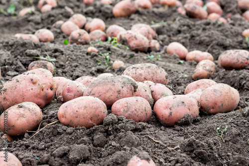 Large potato tubers on the ground. Close-up. A good potato harvest_