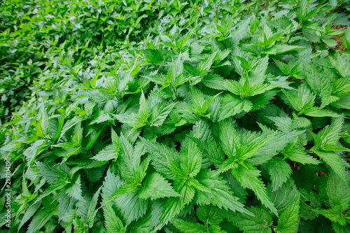 Field of lots stinging nettles Urtica with fresh green leaves