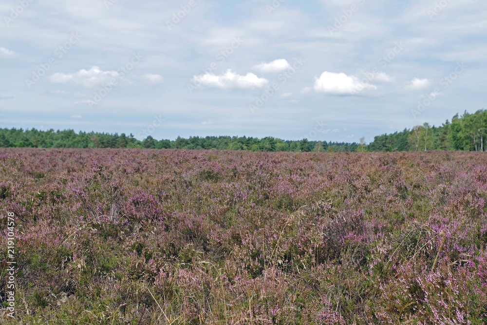 Obraz premium Heidewiese