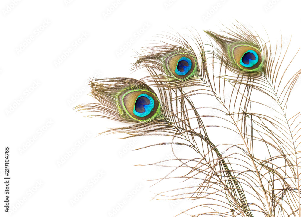 Obraz premium Pawie pióra na białym tle