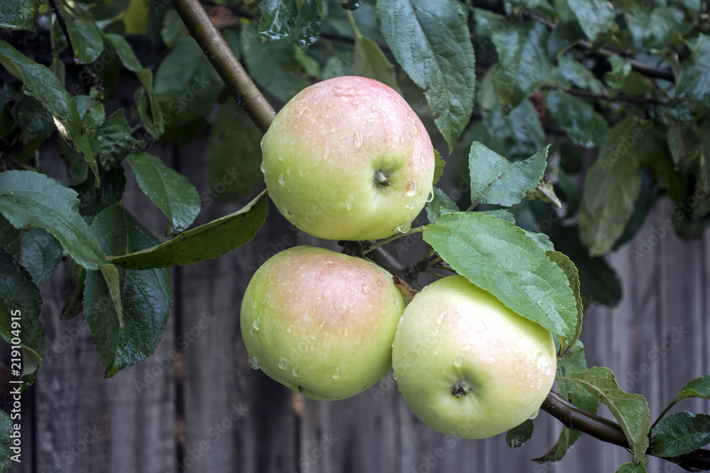 Green apples with raindrops on the branch