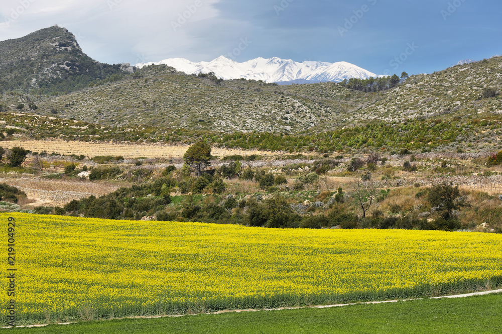 Rapeseed field with snowy mountains of pirenees behind, in Catalonia, Spain.