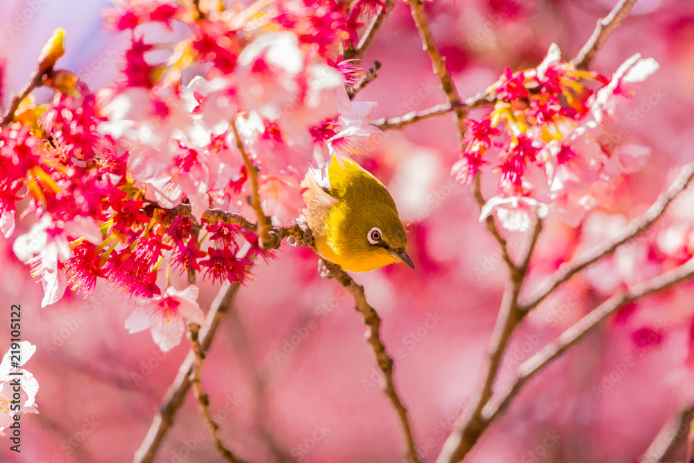 Japanese White-eye.The back is cherry blossoms(Japanese name is Kanzakura). Located in Tokyo Prefecture Japan. Japanese White-eye.The back is cherry blossoms(Japanese name is Kanzakura). Located in Tokyo Prefecture Japan.
