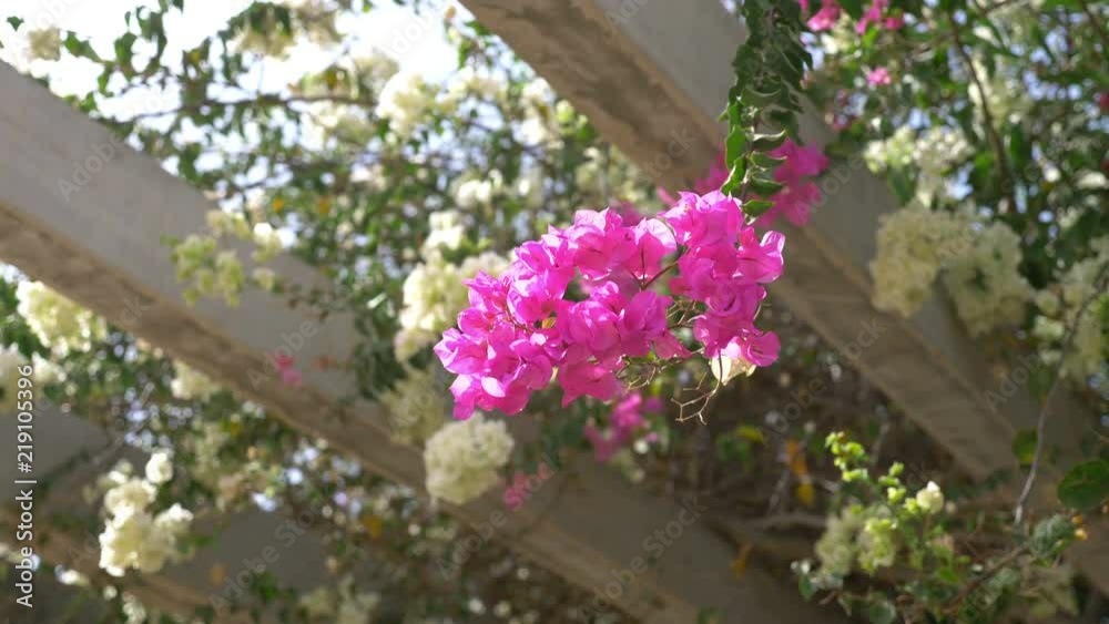Bougainvillea flowers in bloom on the pergola in 4k slow motion 60fps Bougainvillea flowers in bloom on the pergola in 4k slow motion 60fps