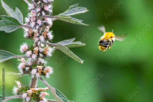 Pollination concept: close-up of a bumblebee flying away from a meadow flower, blurred green background