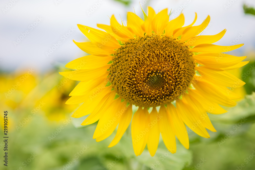 Sunflower in the field Sunflower in the field