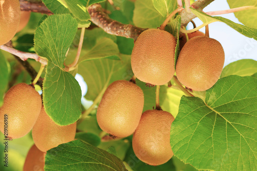 Ripe kiwi on a branch with kiwi plantation in the background.