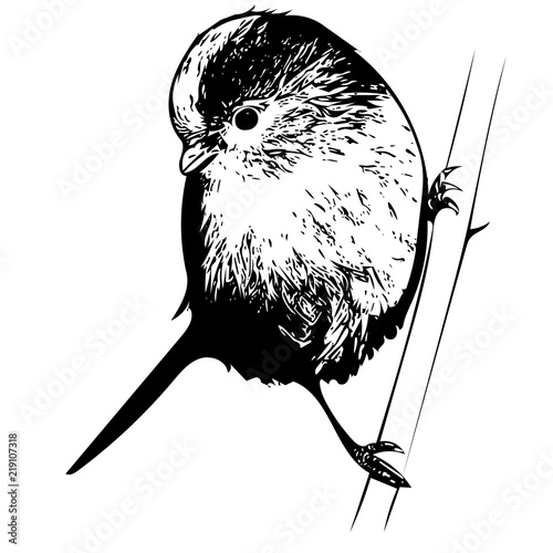 Long-tailed vector