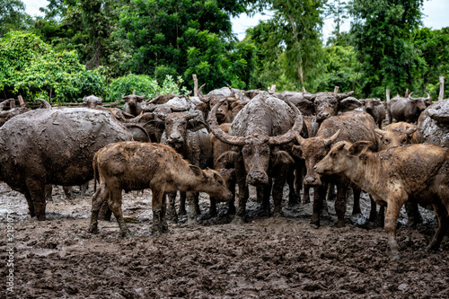 Buffalo farming in rural areas of the country, Thailand.