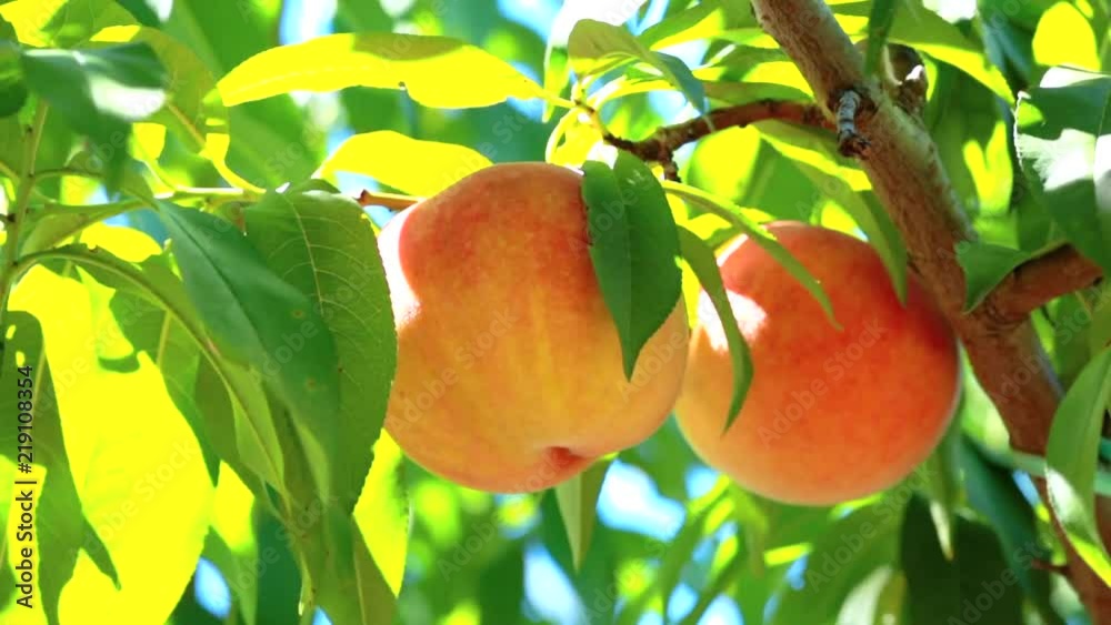 Harvesting on peach plantation.