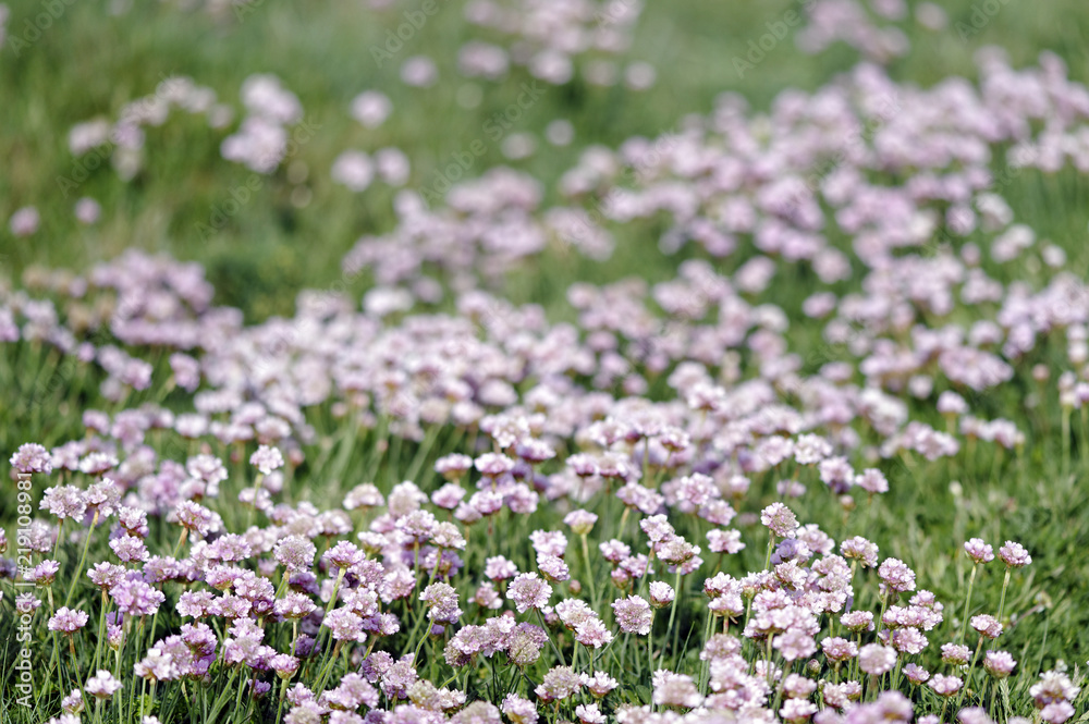 Armeria Maritima