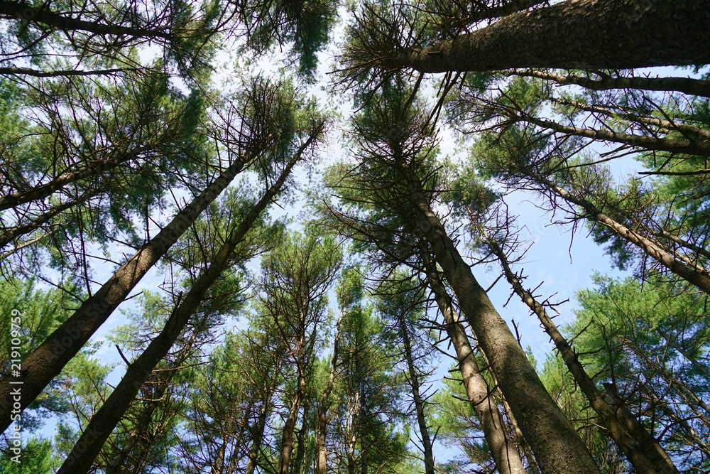 low angle view of the pine tree forest - obrazy, fototapety, plakaty 