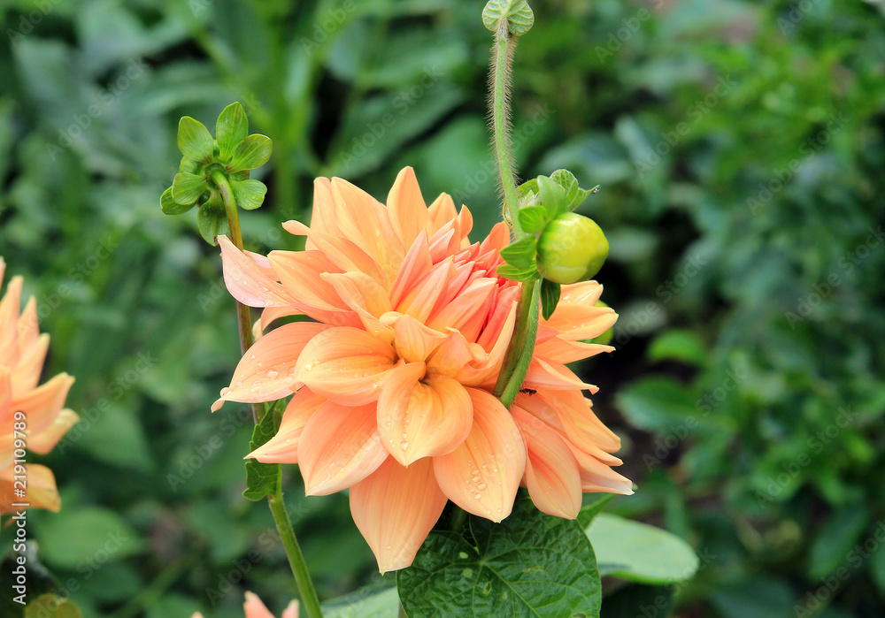 summer riot of flowers summer riot of flowers