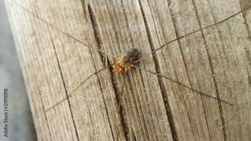 spider