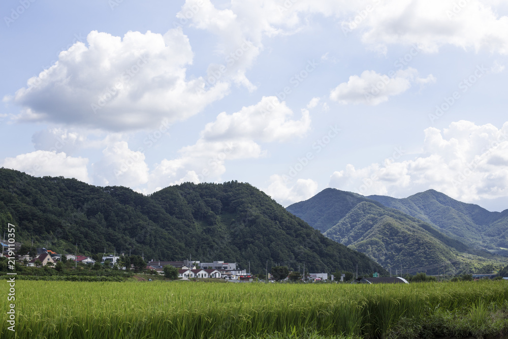 Korean traditional rice farming. Korean rice farming scenery.