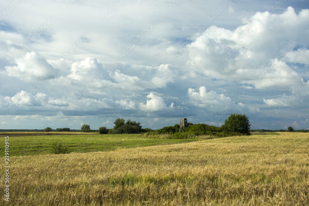 Field of grain, meadow and rainy clouds in the sky