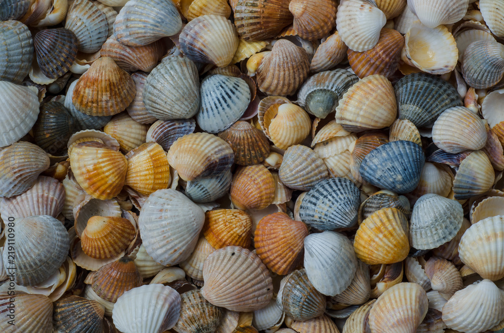 SHELLS - A collection of seashells on a sea beach
