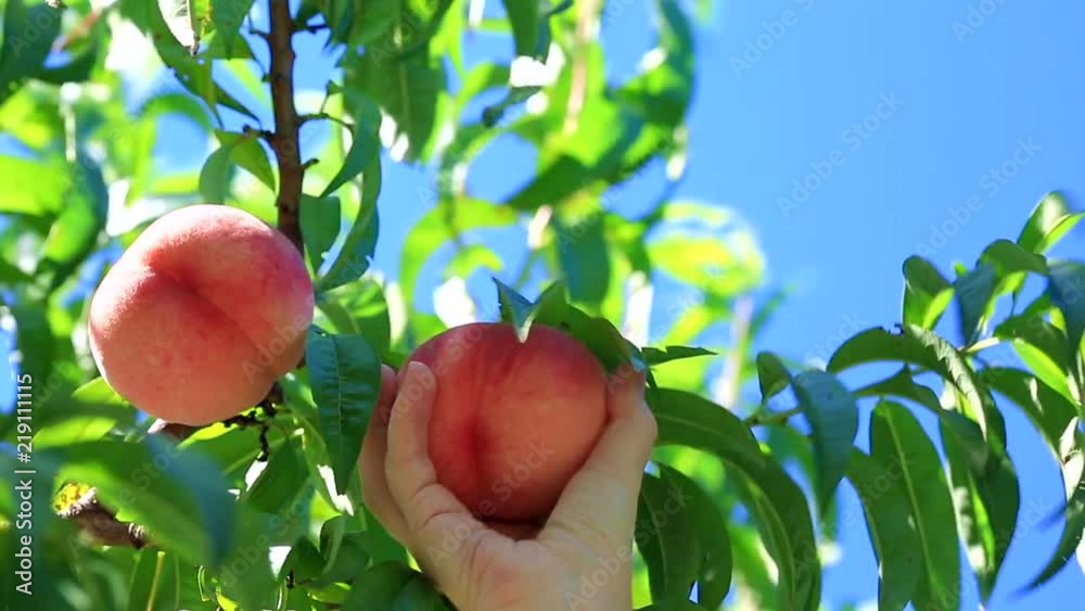 Harvesting on peach plantation.