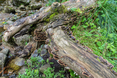 Bracket Fungi Growing on an Old Log
