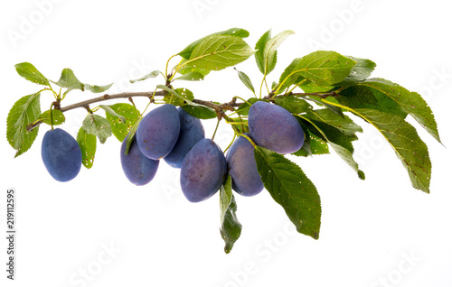 the branch with ripe plums and leaves isolated on white