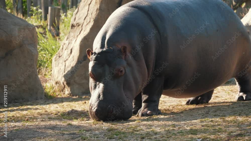 Thick charming Hippo at the zoo in summer Thick charming Hippo at the zoo in summer