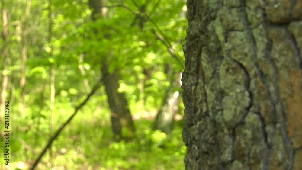 On the tree, the plush animal waved his hands at the camera. Panning camera, Pan, Closeup On the tree, the plush animal waved his hands at the camera. Panning camera, Pan, Closeup