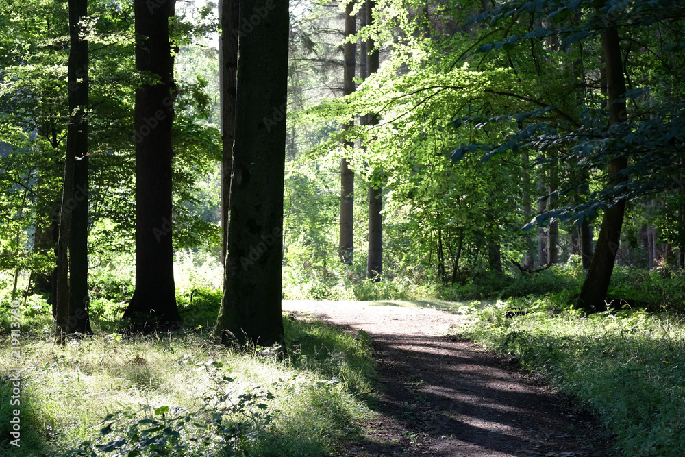 Fototapeta premium Morgensonne im Wald