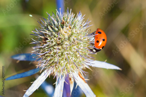 Ladybird, the sun eats pollen on a flower.