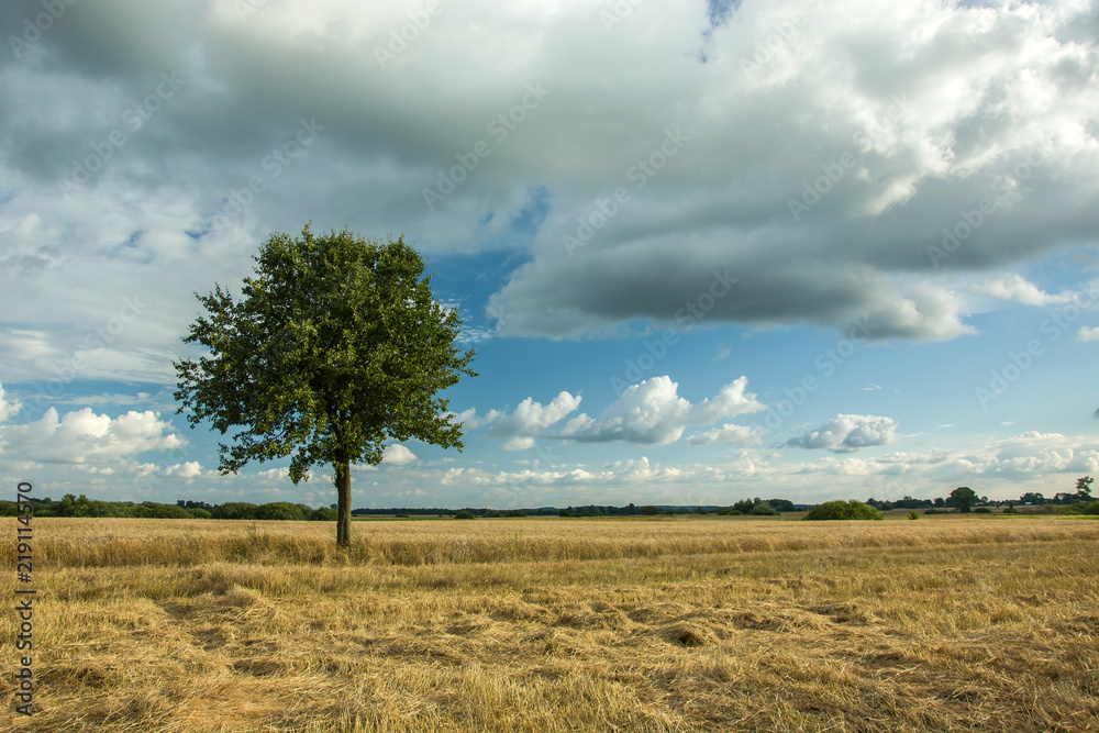 Single large tree in the field and clouds in the sky Single large tree in the field and clouds in the sky