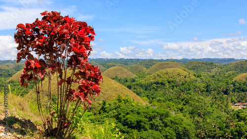 Chocolate Hills in Bohol  Philippines