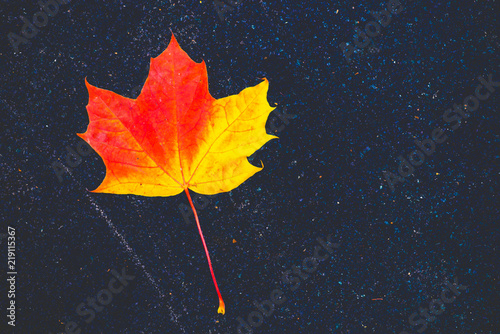 autumn leaves lie on a blue background