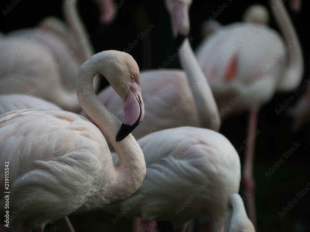 Naklejka premium Group of pink Flamingos