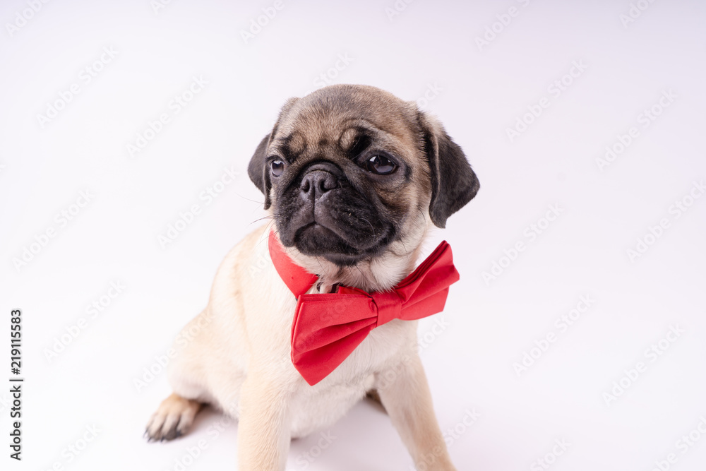 Funny pug puppy on a white background. Empty space for text. Pug resting