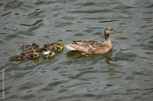 Mother duck and kids